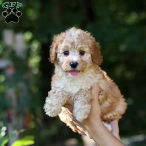 Willow, Cavapoo Puppy